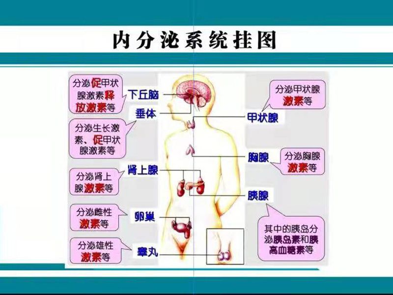 内分泌系统