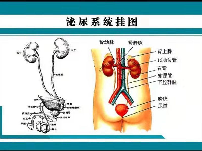 泌尿系统